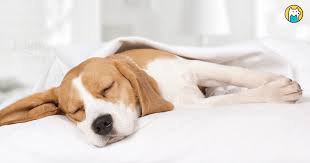 未来宠物食品科技：营养定制与运动机能优化