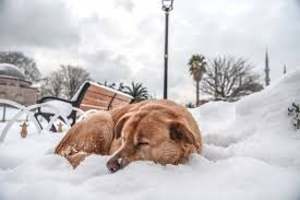 精准喂养，科学运动：科技赋能小狗成长过程，打造健康体魄