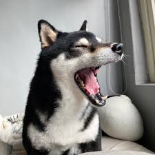 小狗成长过程中的骨骼发育：营养与运动的黄金比例